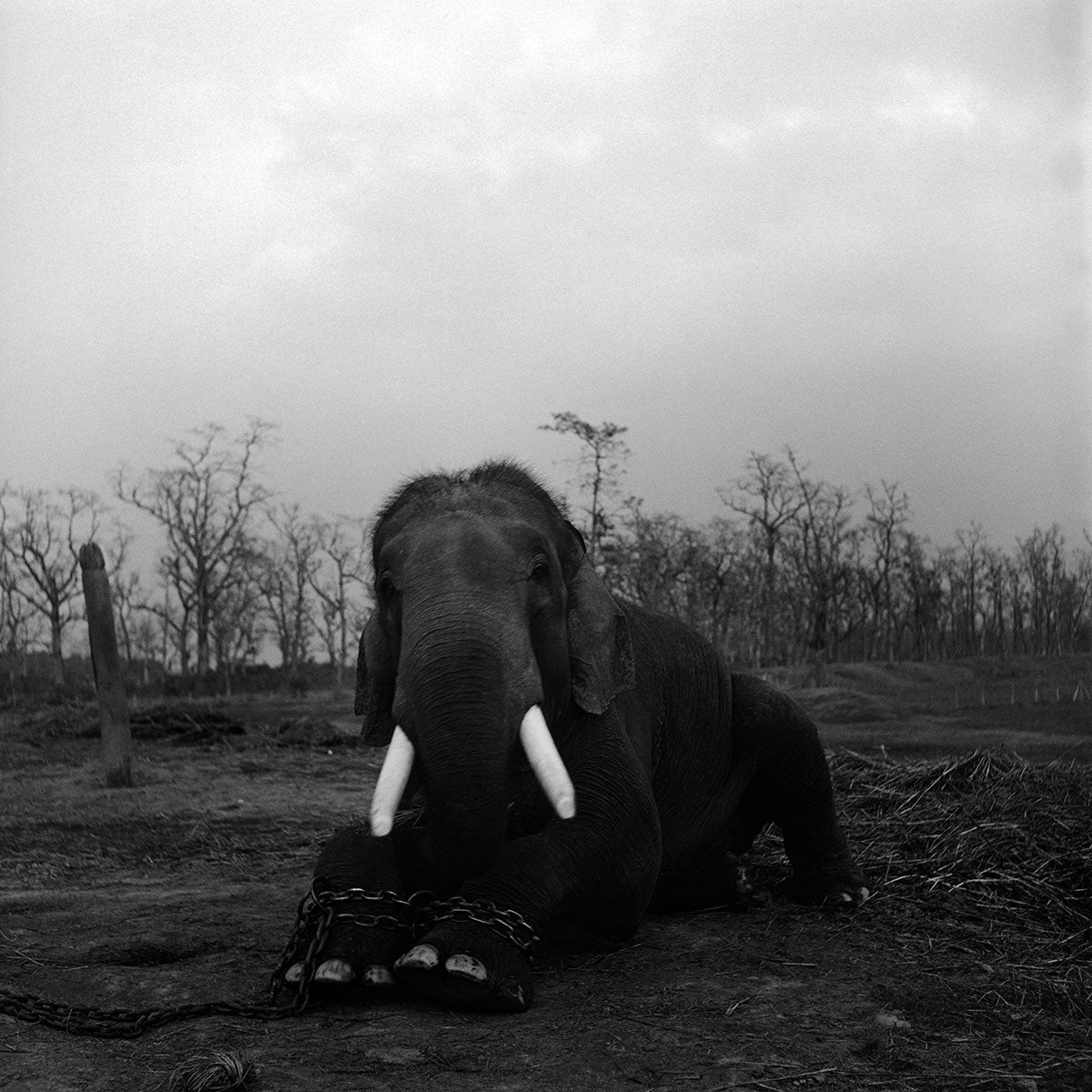 Chained Elephant